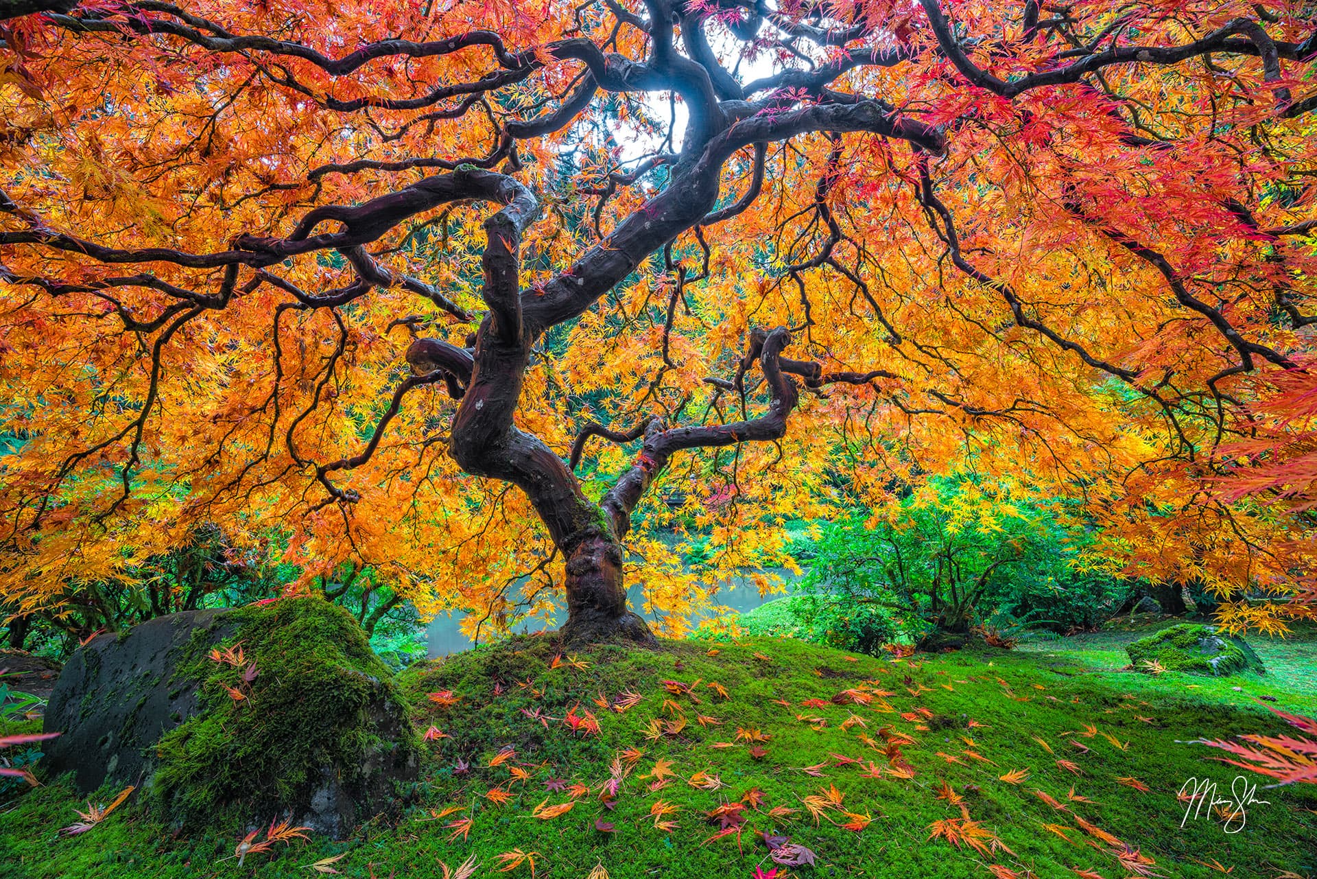 Forest Photography: Photos of trees like this tree of life at the Portland Japanese Garden