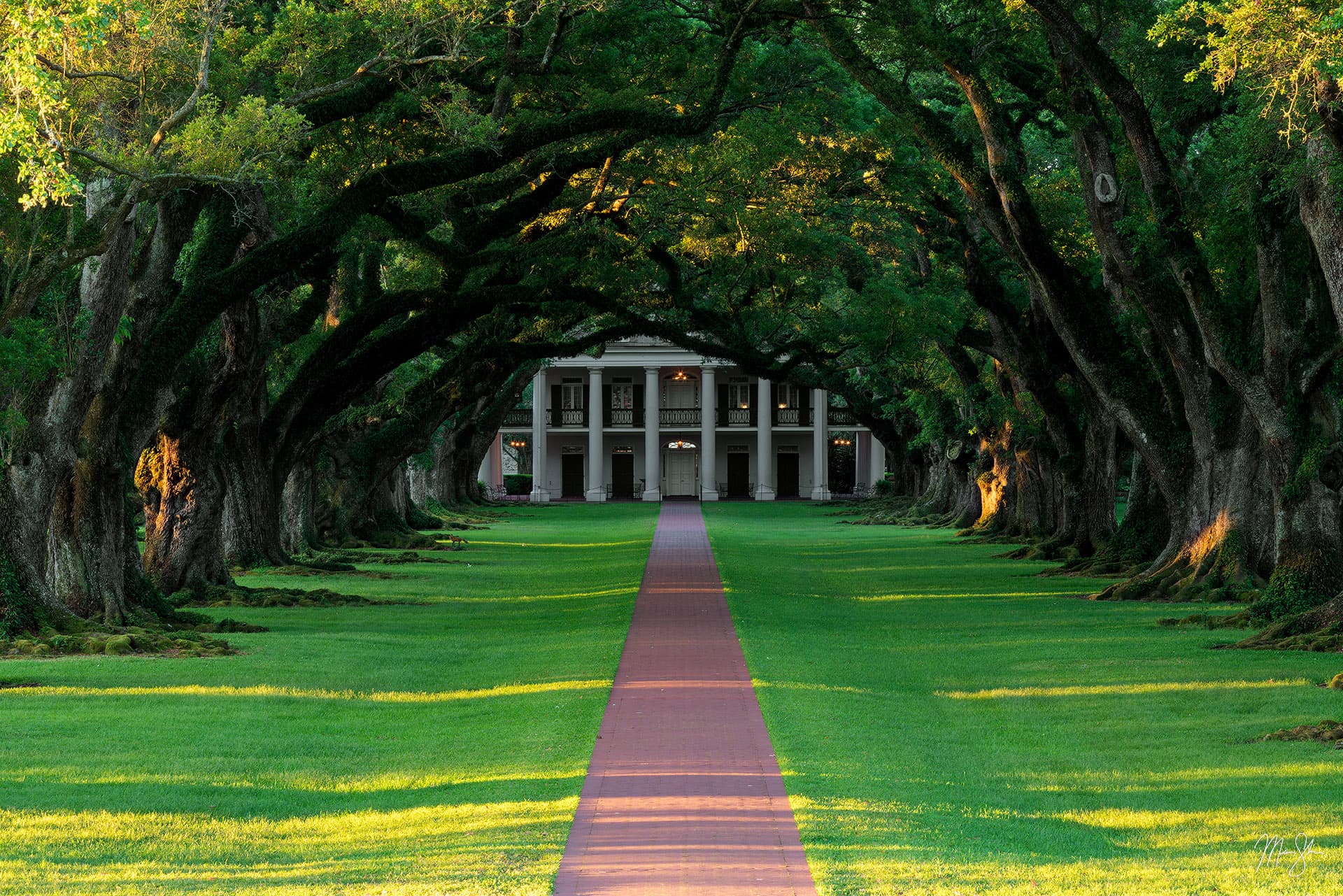 Louisiana Photography: Oak Alley in the morning