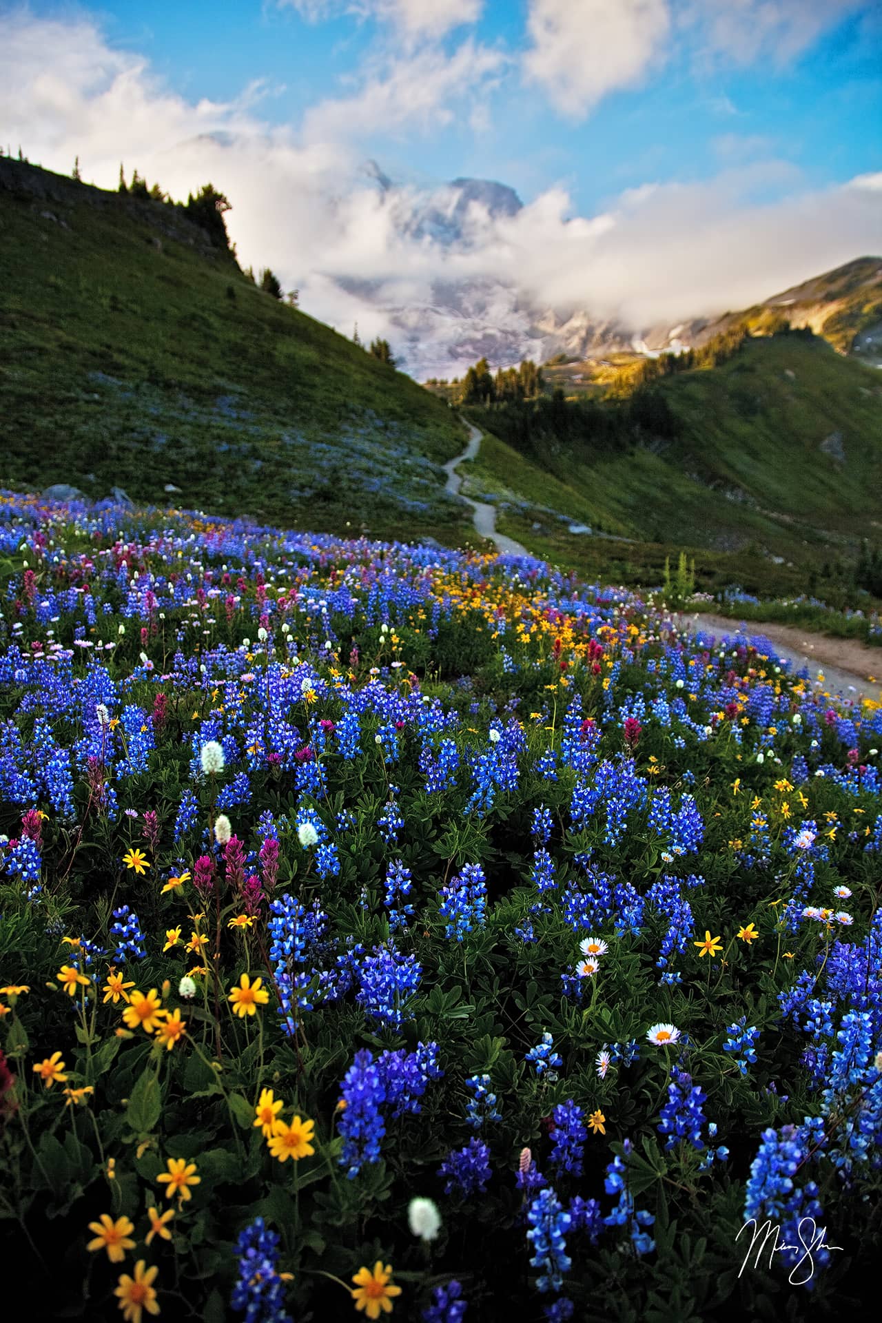 Mount Rainier Wildflowers Mount Rainier National Park, Washington