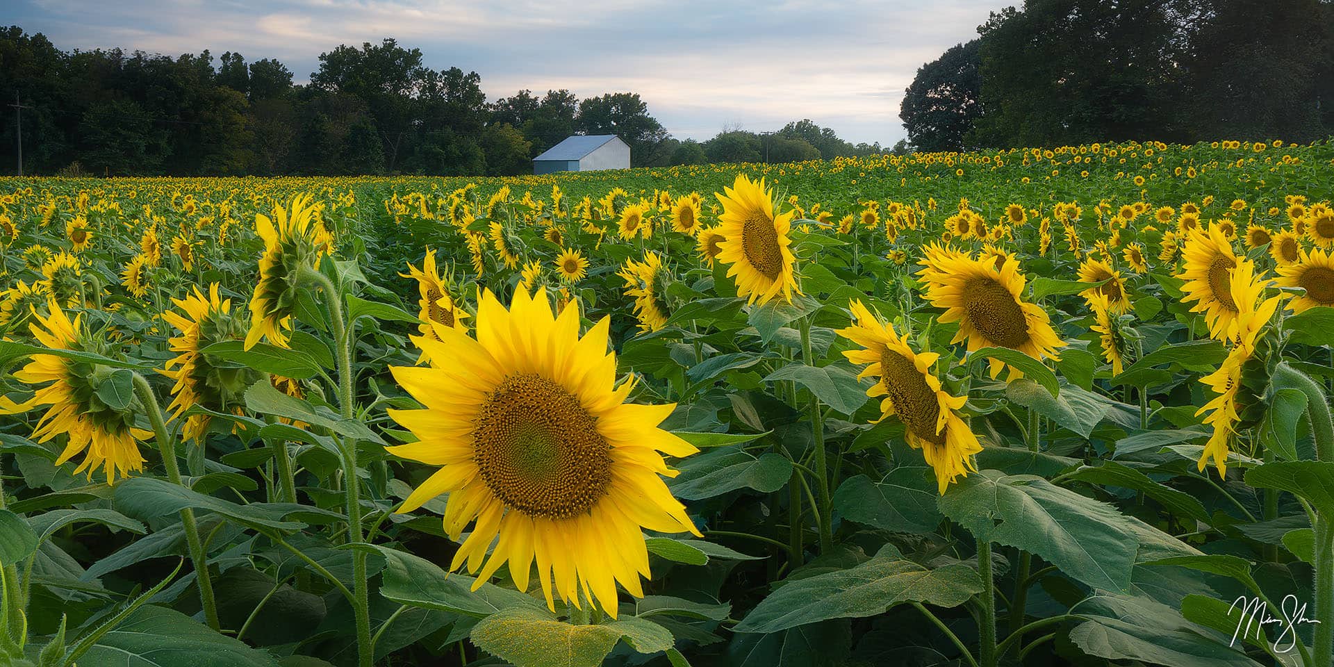 Northeast Kansas Photography: Grinter Farms sunflowers