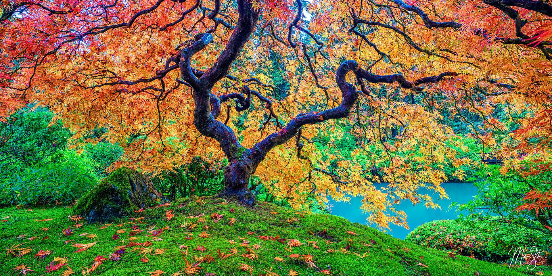 Oregon Photography: The Portland Japanese Garden