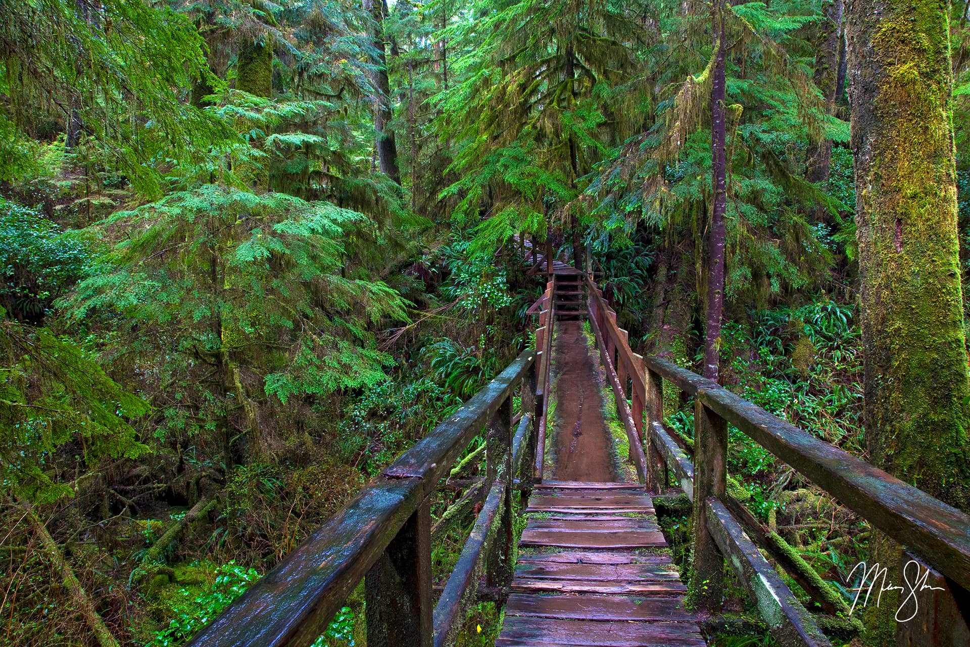 Pacific Rim Rainforest Trail | Pacific Rim National Park, Vancouver