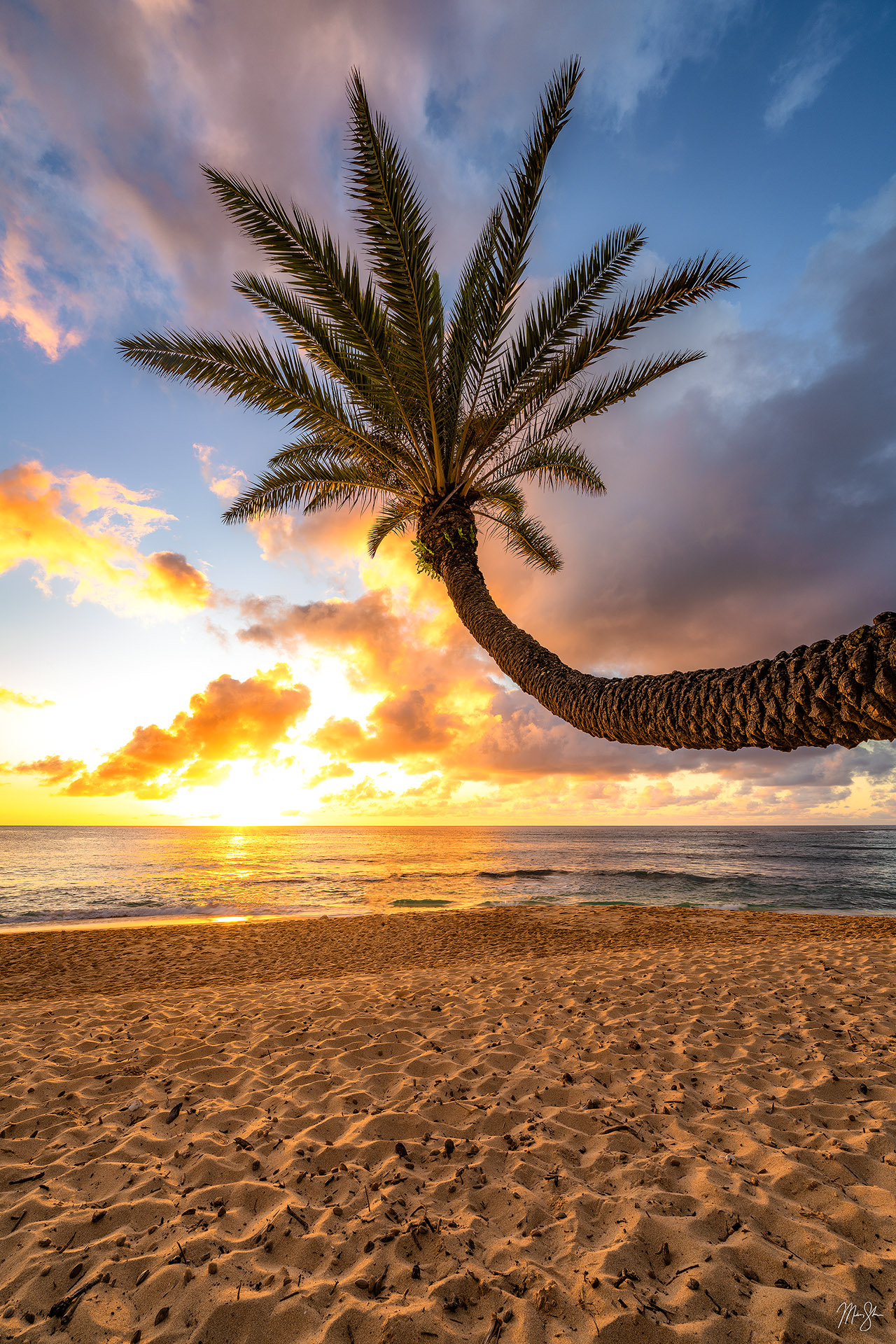 Palm Tree Sunset Vertical North Shore, Oahu, Hawaii Mickey Shannon