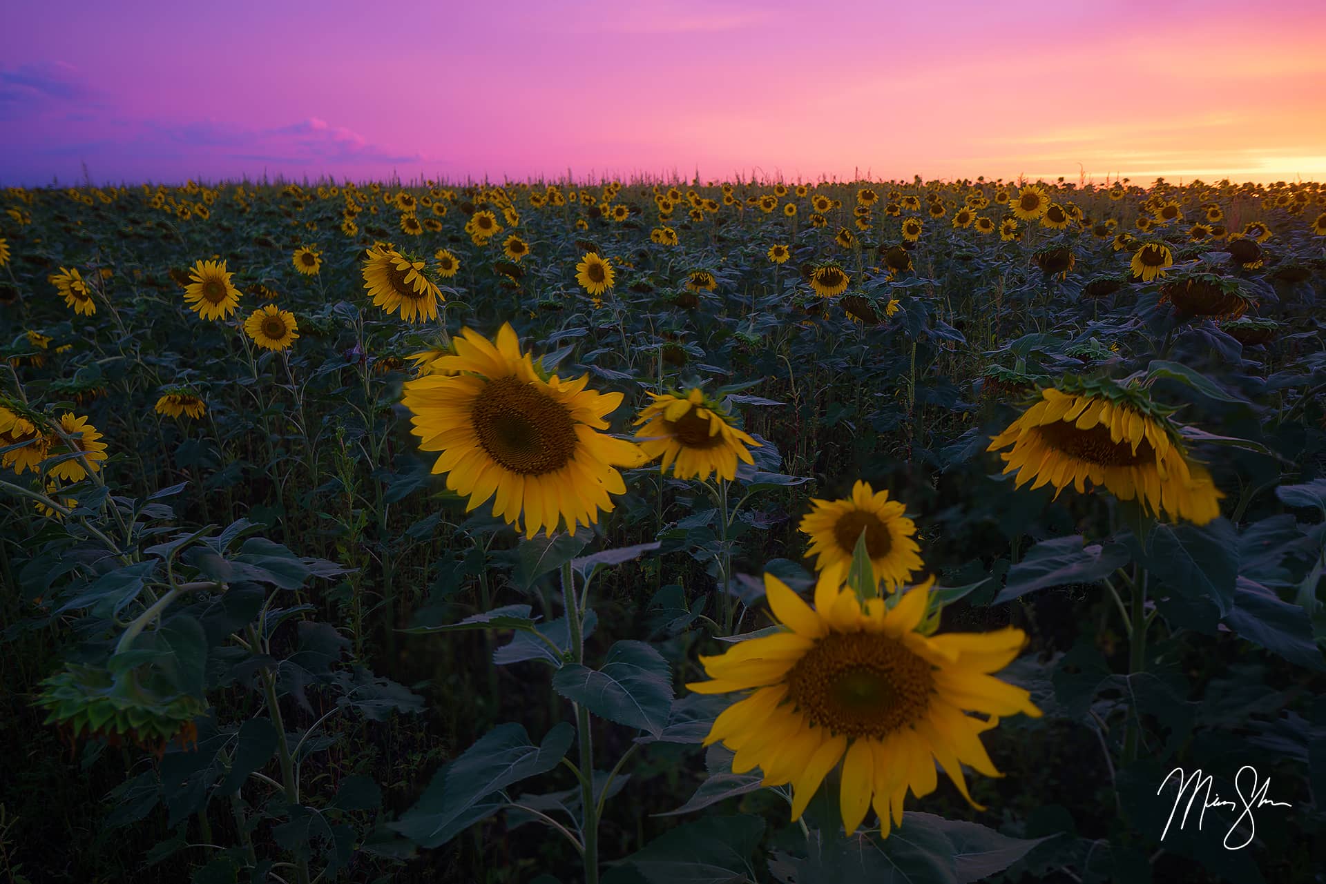 The Best Kansas Sunflower Fields Mickey Shannon Photography