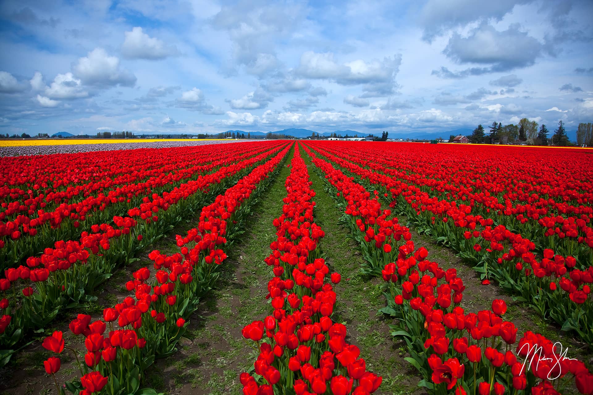 Skagit Valley Tulip Festival Skagit Valley, Washington Mickey