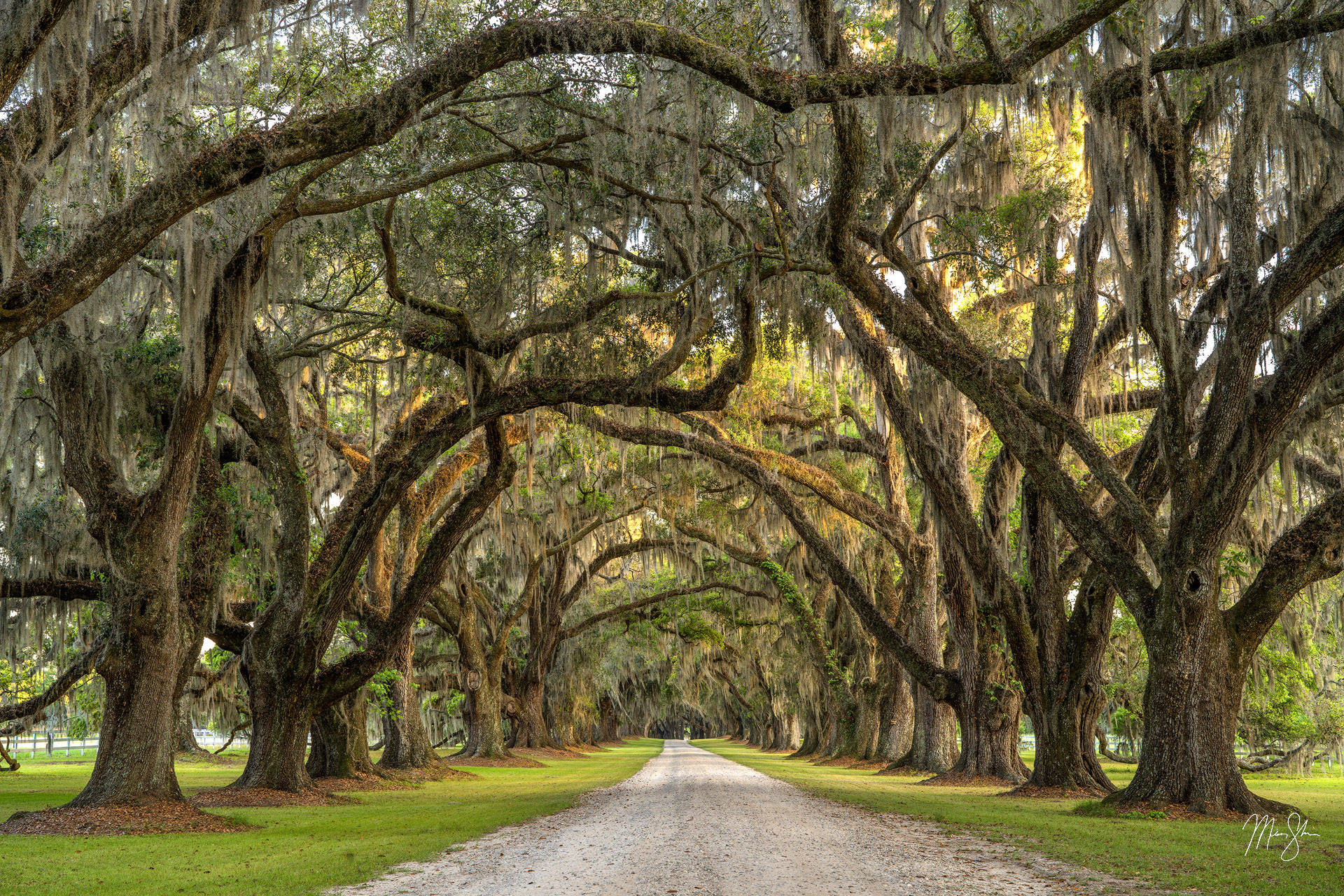 South Carolina Photography | Avenue of Oak Trees at Tomotley Plantation