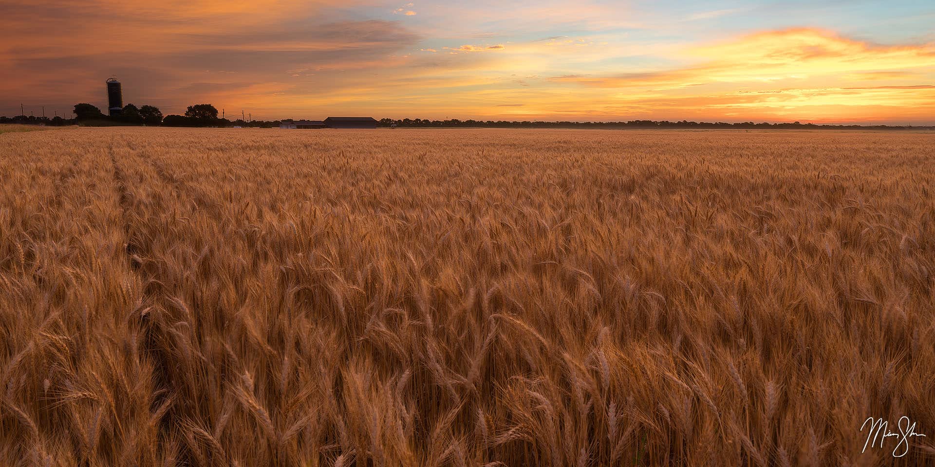 South Central Kansas Photography: A wheat field at sunrise
