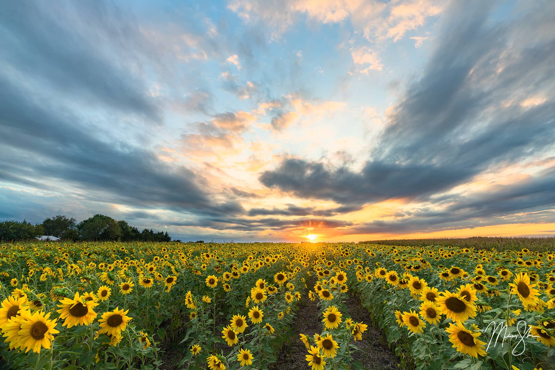 Best Kansas Sunflower Fields: 2021 Edition – Mickey Shannon Photography
