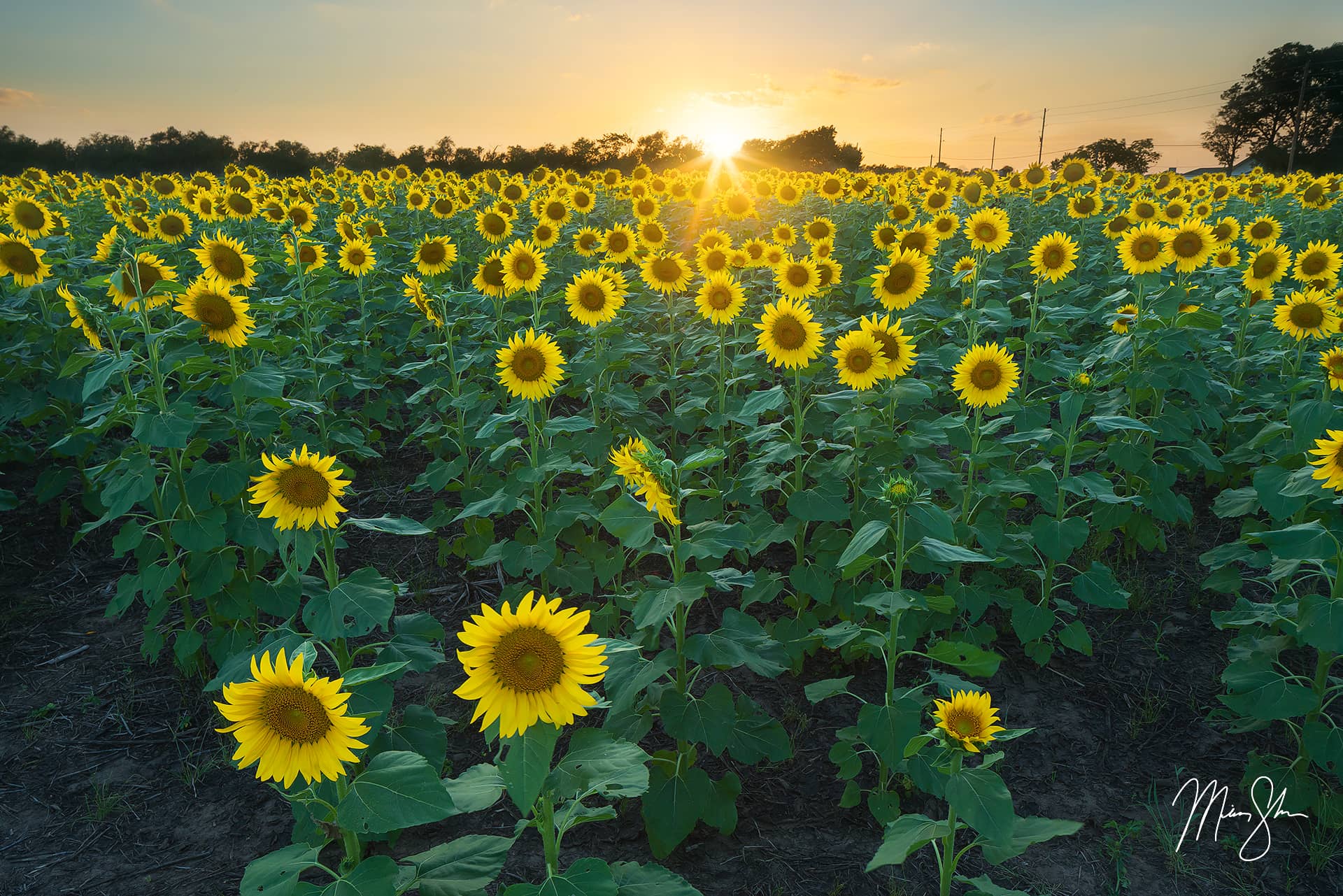 sunflower travel wichita