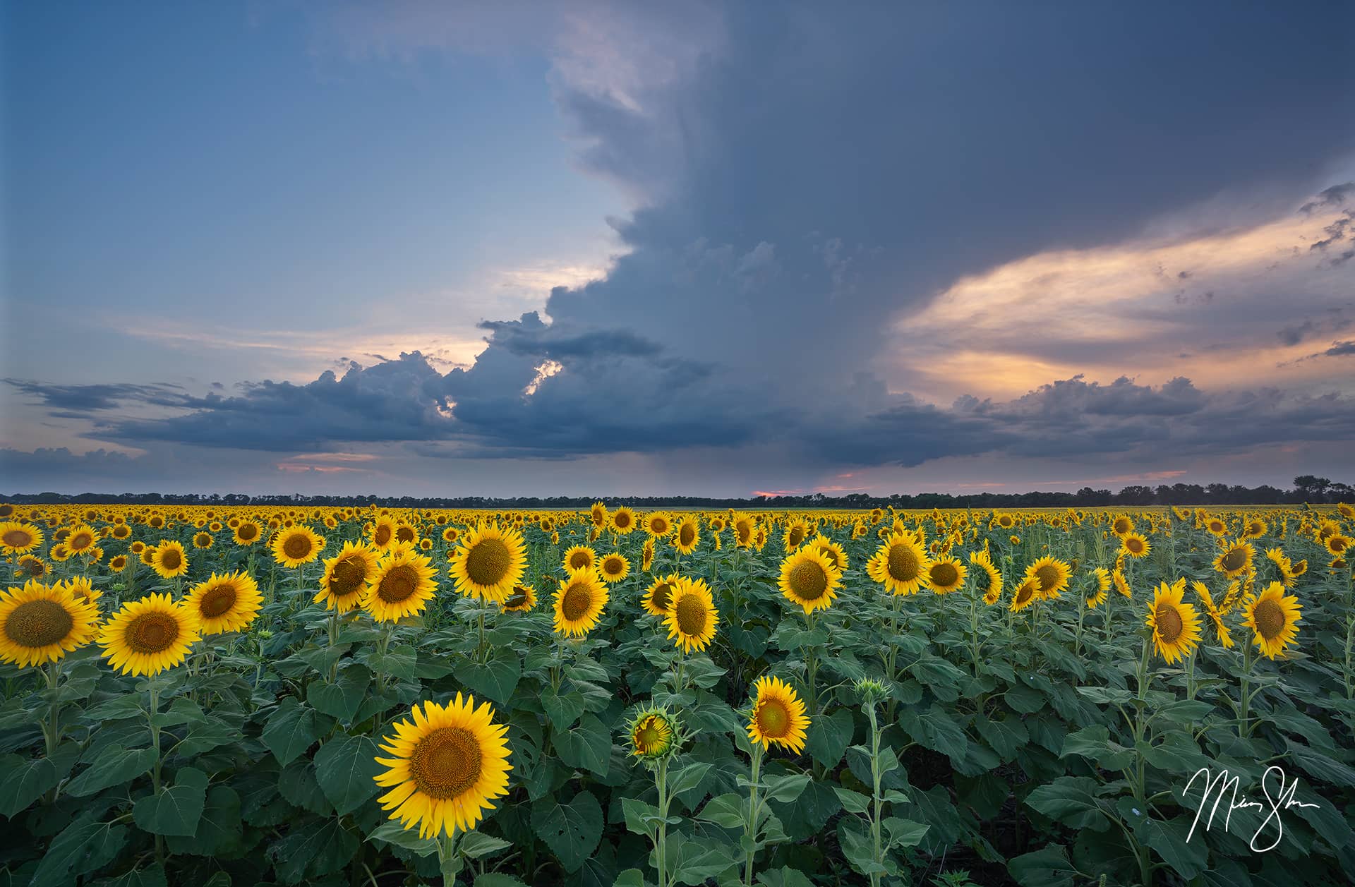The Best Kansas Sunflower Fields Mickey Shannon Photography