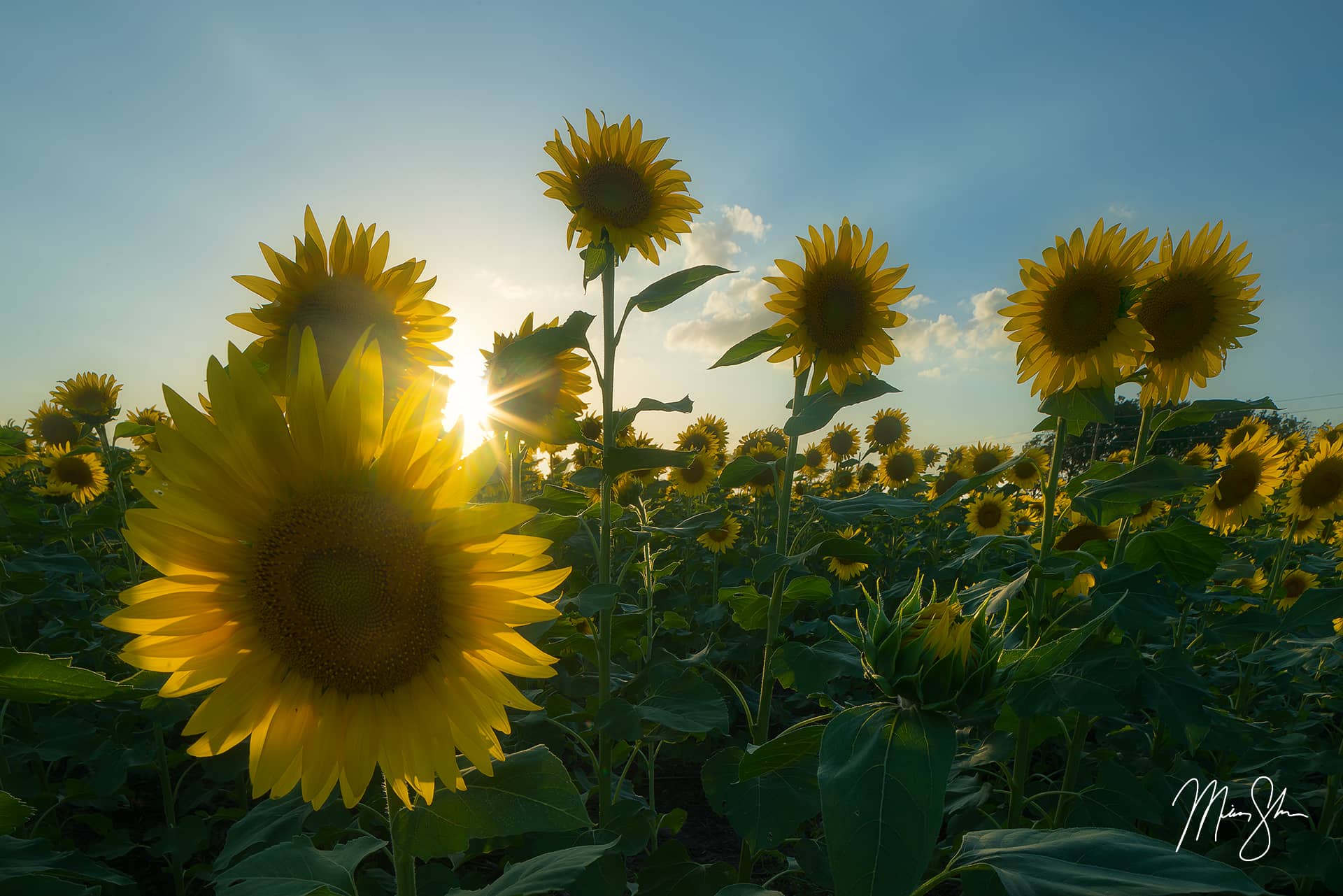 Sunflowers and Sunlight Haysville, KS Mickey Shannon Photography