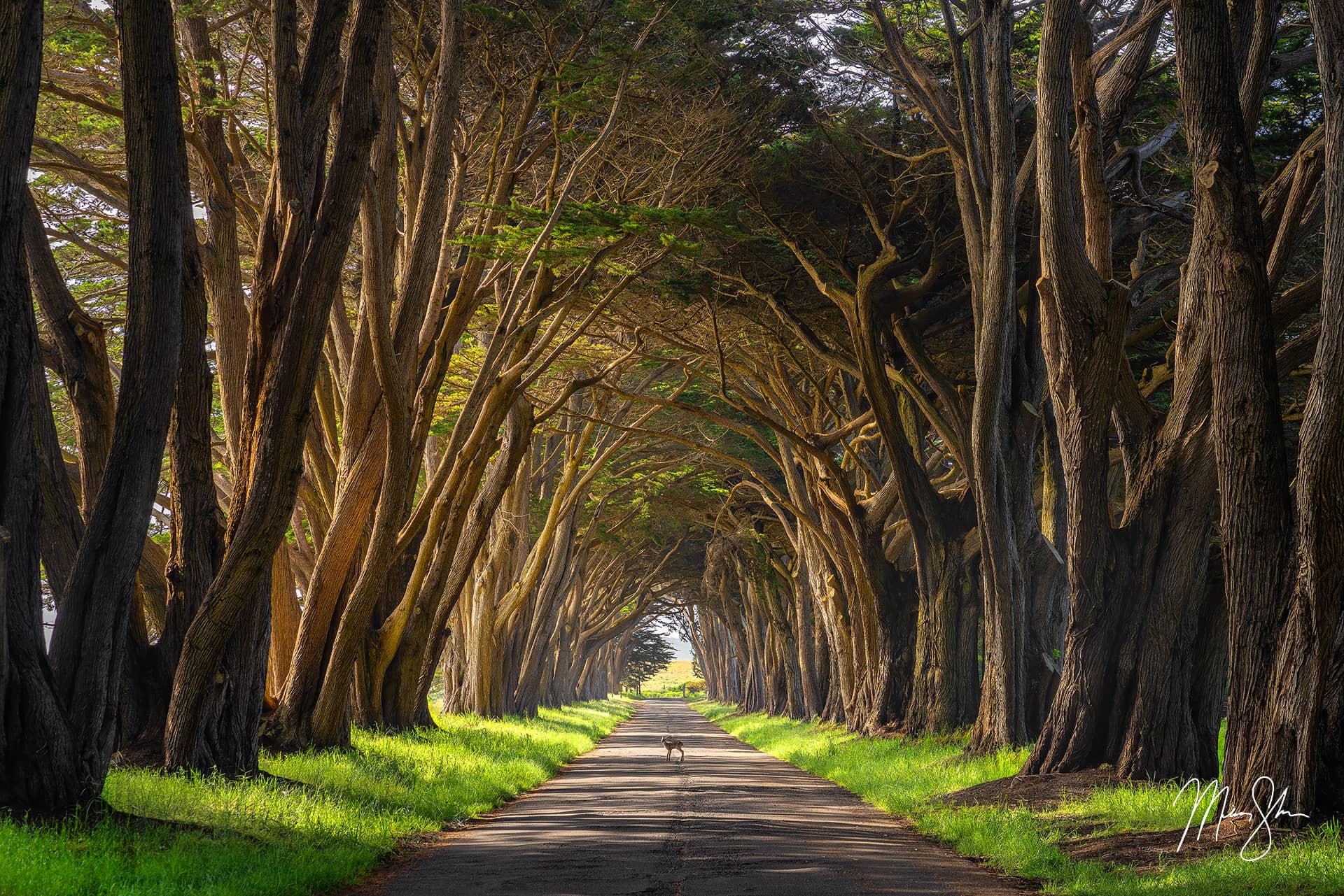 Spring photography: A fawn walks through the tree tunnel at Point Reyes, California.