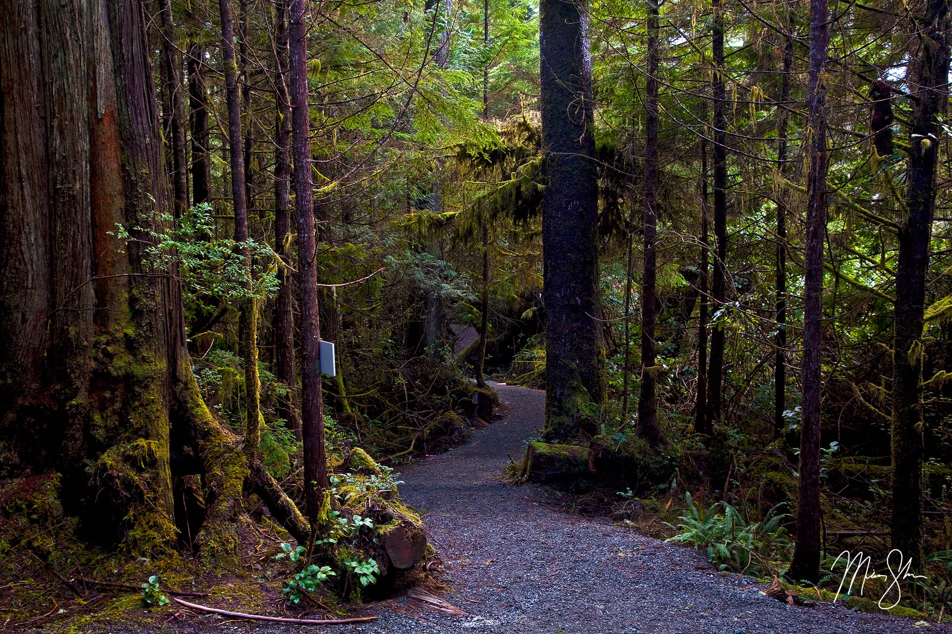 Ucluelet Ancient Cedars Trail Ucluelet, Vancouver Island, British