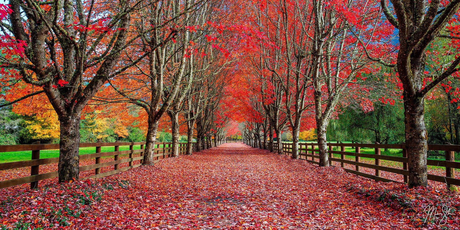 Washington Photography: Autumn leaves along farm road